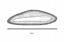  Embryo:  Abies magnifica ; Illustration by K. Parker, Kirkbride et al. (2006)
