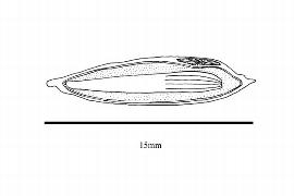  Embryo:  Cedrus libani ; Illustration by K. Parker, Kirkbride et al. (2006)
