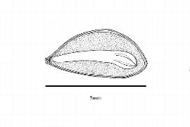  Embryo:  Picea breweriana ; Illustration by K. Parker, Kirkbride et al. (2006)
