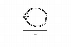  Embryo:  Piper ovatum ; Illustration by K. Parker, Kirkbride et al. (2006)
