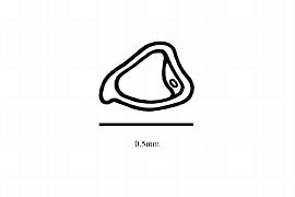  Embryo:  Piper petaltum ; Illustration by K. Parker, Kirkbride et al. (2006)
