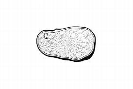  Embryo:  Pittosporum tobira ; Illustration by K. Parker, Kirkbride et al. (2006)
