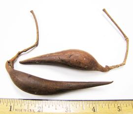   Fruits:   Plumeria  sp., immature fruits; Photo by N. Diaz, USDA APHIS PPQ, imageID.idtools.org
