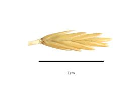   Spikelet:   Agropyron desertorum ; Photo by R. Gibbons, USDA APHIS PPQ, Kirkbride et al. (2006) 
