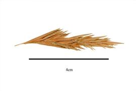   Spikelets:   Andropogon virgatus ; Photo by R. Gibbons, USDA APHIS PPQ, Kirkbride et al. (2006) 
