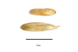   Fruit, floret:   Avena sativa ; Photo by R. Gibbons, USDA APHIS PPQ, Kirkbride et al. (2006) 
