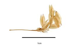   Spikelets:   Holcus lanatus ; Photo by R. Gibbons, USDA APHIS PPQ, Kirkbride et al. (2006) 
