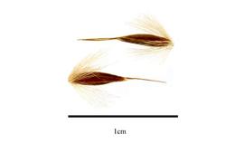   Florets:   Saccharum strictum ; Photo by R. Gibbons, USDA APHIS PPQ, Kirkbride et al. (2006) 
