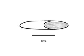   Embryo:   Chloris halophila ; Illustration by K. Parker, Kirkbride et al. (2006) 
