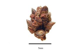  Cone:  Phyllocladus toatoa ; Photo by R. Gibbons, USDA APHIS PPQ, Kirkbride et al. (2006)
