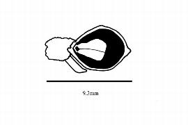  Embryo:  Dacrycarpus compactus ; Illustration by K. Parker, Kirkbride et al. (2006)
