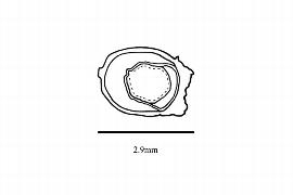  Embryo:  Phyllocladus toatoa ; Illustration by K. Parker, Kirkbride et al. (2006)
