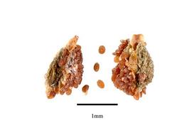  Seeds:  Weddellina squamulosa ; Photo by R. Gibbons, USDA APHIS PPQ, Kirkbride et al. (2006)
