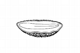  Embryo:  Phlox maculata ; Illustration by K. Parker, Kirkbride et al. (2006)
