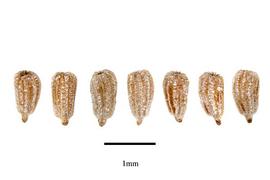   Seeds:   Eichhornia crassipes ; Photo by R. Gibbons, USDA APHIS PPQ, Kirkbride et al. (2006) 
