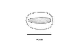   Embryo:   Monochoria hastata ; Illustration by K. Parker, Kirkbride et al. (2006) 
