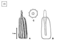   Seed, embryo:   Eichhornia azurea  (A, seed; B, embryo in situ; C, transection of seed); Illustration by L.E. Chandler from Gunn and Ritchie (1988) 
