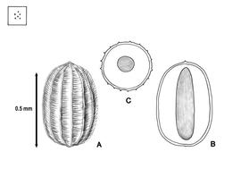   Seed, embryo:   Monochoria hastata  (A, seed; B, embryo in situ; C, transection of seed); Illustration by L.E. Chandler from Gunn and Ritchie (1988) 
