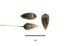  Seeds:  Leucadendron rubrum ; Photo by R. Gibbons, USDA APHIS PPQ, Kirkbride et al. (2006)
