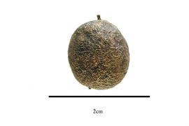  Fruit:  Persoonia pinifolia ; Photo by R. Gibbons, USDA APHIS PPQ, Kirkbride et al. (2006)
