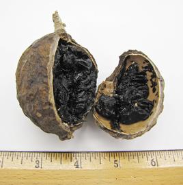   Fruit:   Randia  sp.; Photo by N. Diaz, USDA APHIS PPQ, imageID.idtools.org
