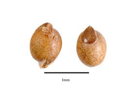   Seeds:   Monotrema aemulans ; Photo by R. Gibbons, USDA APHIS PPQ, Kirkbride et al. (2006) 
