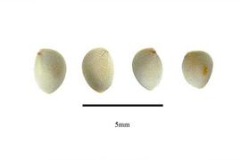   Seeds:   Anarthria scabra ; Photo by R. Gibbons,nbsp;USDA APHIS PPQ, Kirkbride et al. (2006) 
