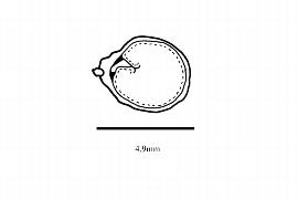  Embryo:  Azima tetracantha ; Illustration by K. Parker, Kirkbride et al. (2006)
