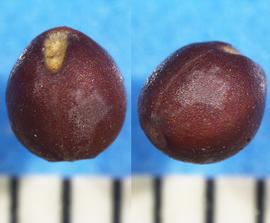   Fruit:   Salvia  sp., nutlet, showing point of attachment (left) and lateral view (right); Photo by A. Margina, USDA APHIS PPQ, imageID.idtools.org
