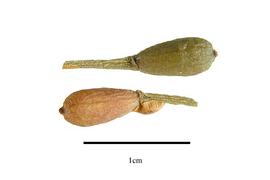  Fruit:  Anthobolus leptomerioides ; Photo by R. Gibbons, USDA APHIS PPQ, Kirkbride et al. (2006)
