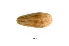  Seed:  Anthobolus leptomerioides ; Photo by R. Gibbons, USDA APHIS PPQ, Kirkbride et al. (2006)
