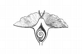  Embryo:  Sarcobatus vermiculatus ; Illustration by K. Parker, Kirkbride et al. (2006)
