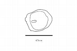  Embryo:  Sargentodoxa cuneata ; Illustration by K. Parker, Kirkbride et al. (2006)
