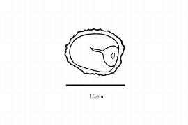  Embryo:  Anemopsis californica ; Illustration by K. Parker, Kirkbride et al. (2006)
