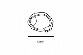  Embryo:  Saururus cernuus ; Illustration by K. Parker, Kirkbride et al. (2006)
