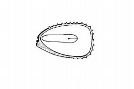  Embryo:  Saxifraga tridactylites ; Illustration by K. Parker, Kirkbride et al. (2006)
