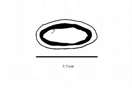   Embryo:   Scheuchzeria palustris ; Illustration by K. Parker, Kirkbride et al. (2006) 
