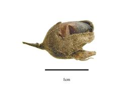  Fruit:  Agalinis auriculata ; Photo by R. Gibbons, USDA APHIS PPQ, Kirkbride et al. (2006)
