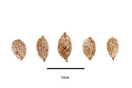  Seeds:  Agalinis auriculata ; Photo by R. Gibbons, USDA APHIS PPQ, Kirkbride et al. (2006)
