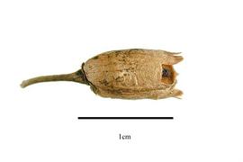  Fruit:  Linaria vulgaris ; Photo by R. Gibbons, USDA APHIS PPQ, Kirkbride et al. (2006)
