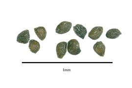  Seeds:  Striga gesnerioides ; Photo by R. Gibbons, USDA APHIS PPQ, Kirkbride et al. (2006)
