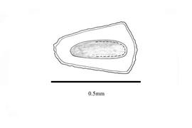  Embryo:  Limnophila heterophylla ; Illustration by K. Parker, Kirkbride et al. (2006)
