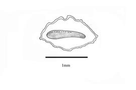  Embryo:  Linaria triphylla ; Illustration by K. Parker, Kirkbride et al. (2006)
