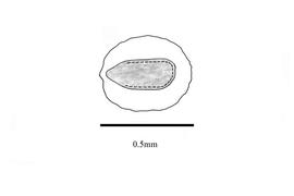  Embryo:  Lindernia ciliata ; Illustration by K. Parker, Kirkbride et al. (2006)
