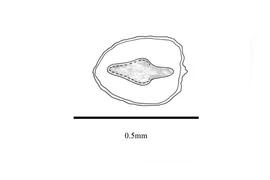  Embryo:  Lindernia crustacea ; Illustration by K. Parker, Kirkbride et al. (2006)
