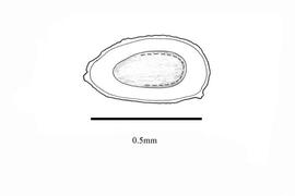  Embryo:  Mazus pumilus ; Illustration by K. Parker, Kirkbride et al. (2006)
