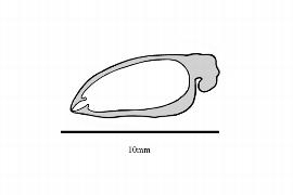  Embryo:  Setchellanthus caeuruleus ; Illustration by K. Parker, Kirkbride et al. (2006)
