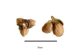  Fruit:  Stackhousia minima ; Photo by R. Gibbons, USDA APHIS PPQ, Kirkbride et al. (2006)
