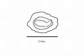  Embryo:  Stackhousia minima ; Illustration by K. Parker, Kirkbride et al. (2006)
