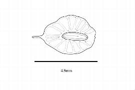  Embryo:  Tripterococcus brunonis ; Illustration by K. Parker, Kirkbride et al. (2006)
